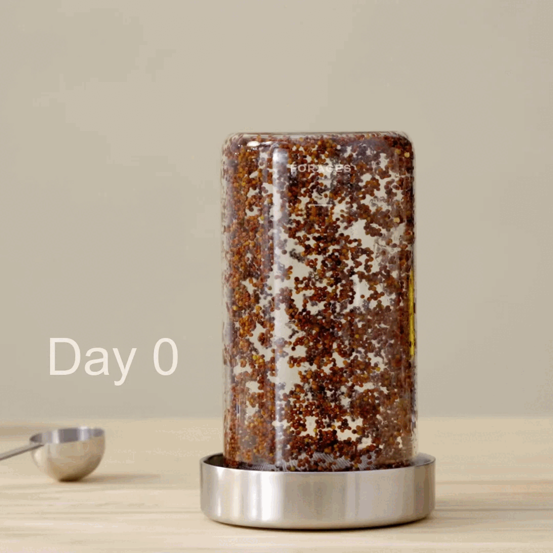 Forages Sprouts Growing from Seeds to Full Jar of Broccoli Sprouts in 5 days