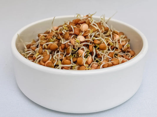 Lentil Sprouts in a Bowl