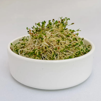 Organic Alfalfa Sprouts in a bowl