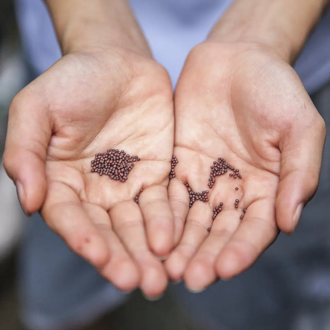 Organic Broccoli Sprouting Seeds in Hands