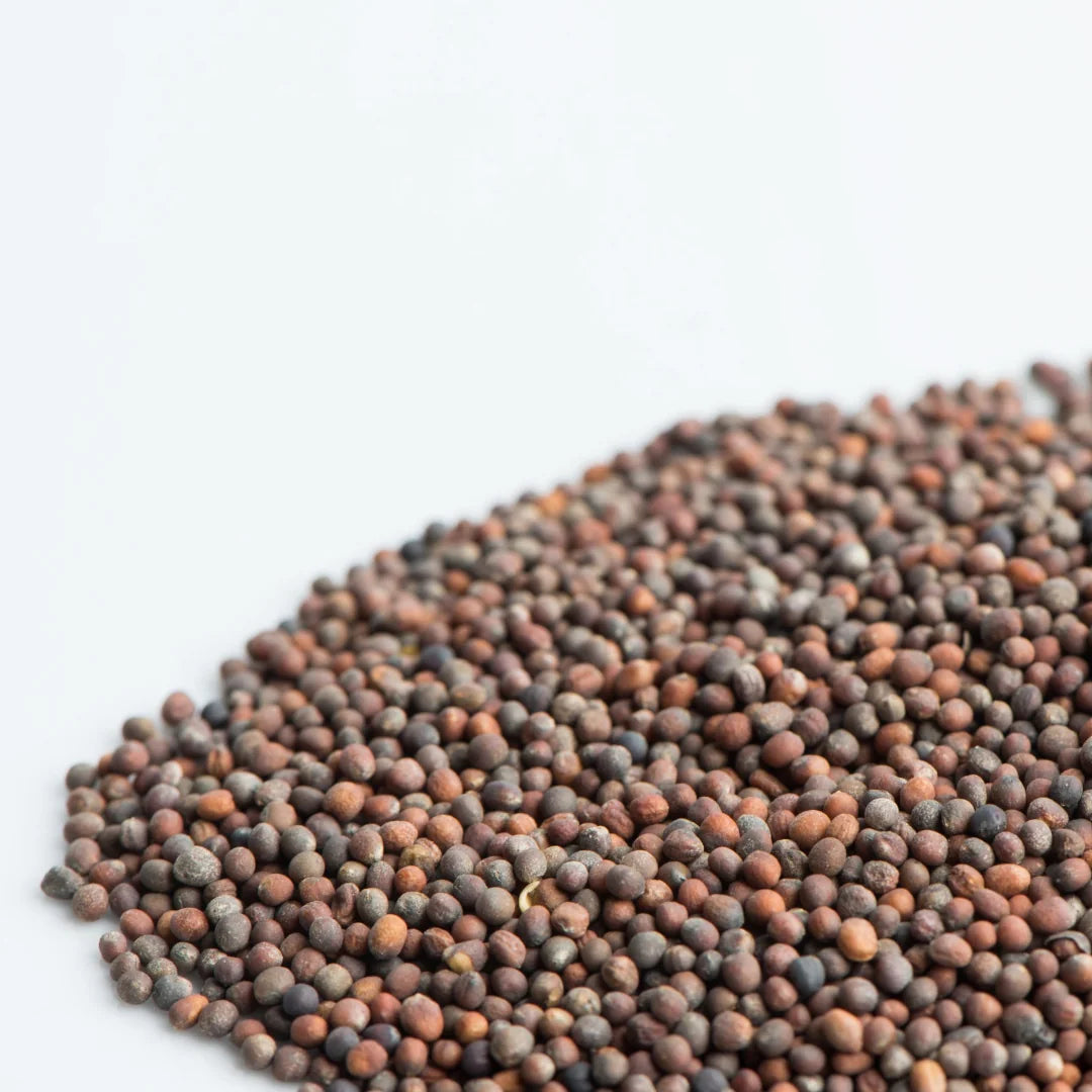 Organic Broccoli Sprouts Seeds