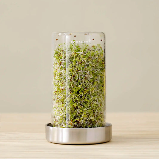 Forages Sprout Jar Kit Hero, Broccoli Sprouts, Single