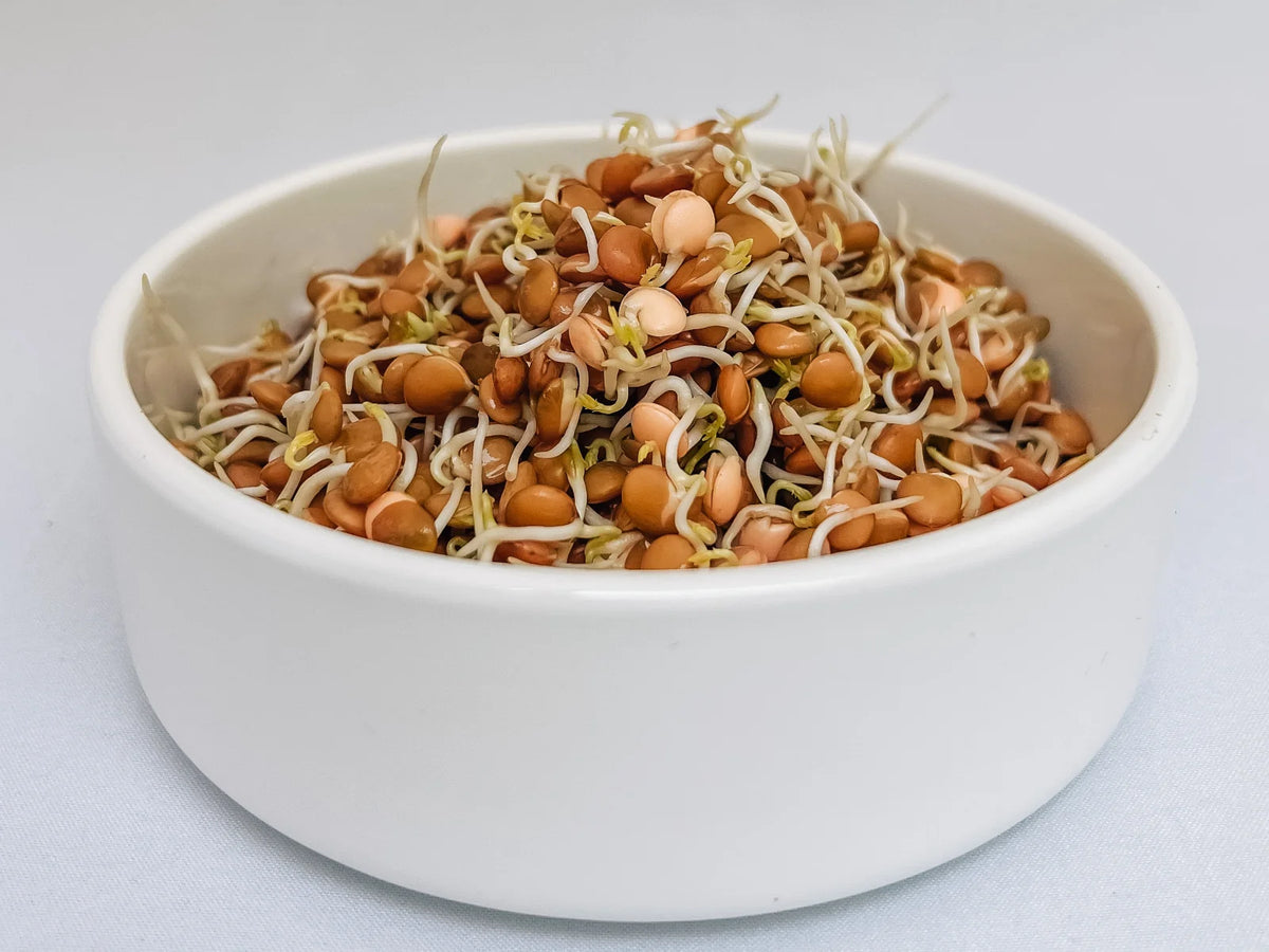 Lentil Sprouts in a Bowl